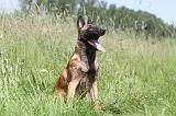 MALINOIS 805